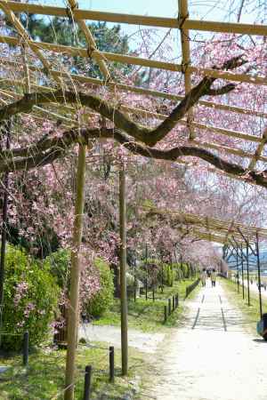 風にそよぐシダレ
