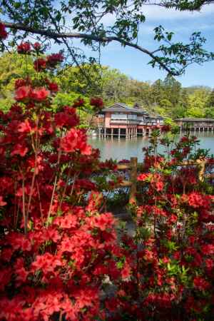 八条池とツツジ