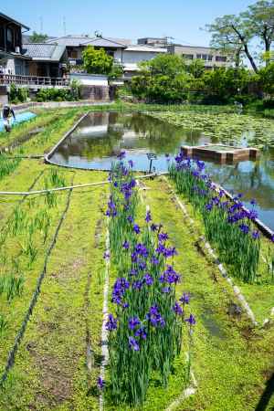 長岡天満宮の菖蒲