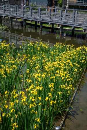 長岡天満宮のキショウブ