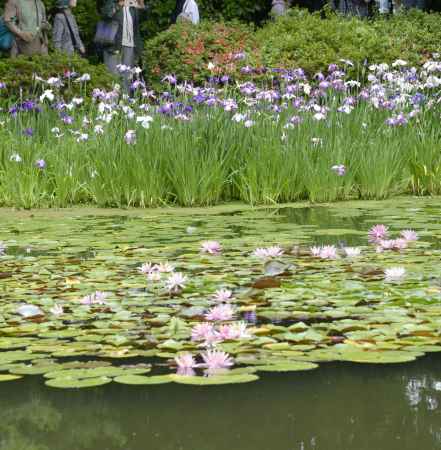 カキツバタと睡蓮