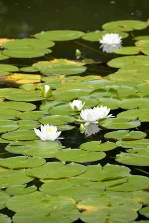 睡蓮　咲きました