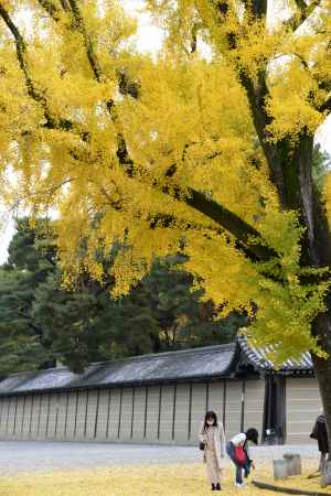 黄色づく京都御苑