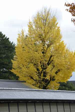 空高く伸びるイチョウ