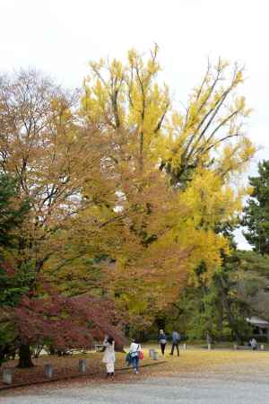 秋のグラデーション