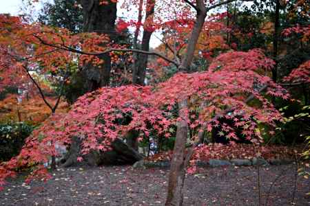 きりりと秋景色