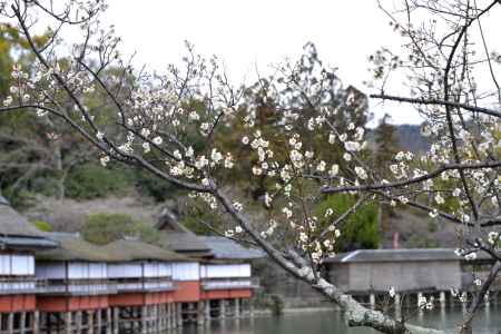 咲き始めました