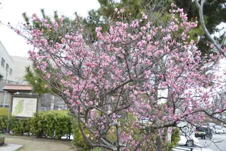 艶やかな春の色