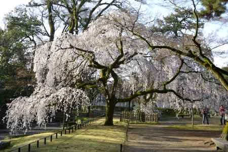 大きく　広く　満開に