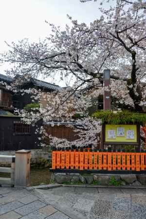 艶やかな朱色と桜色
