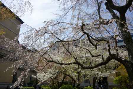 散り始めました