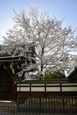 屋根を覆うサクラ