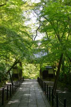 緑に覆われた世界