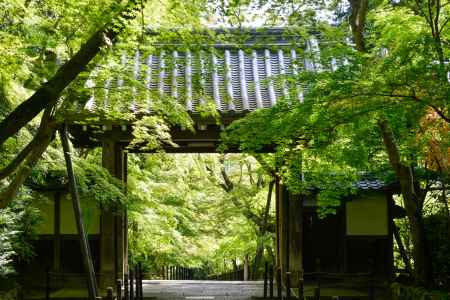 新緑の世界への誘い