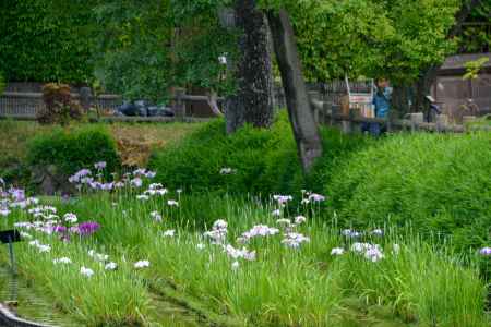 ハナショウブの彩り