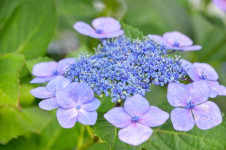 彩・紫陽花