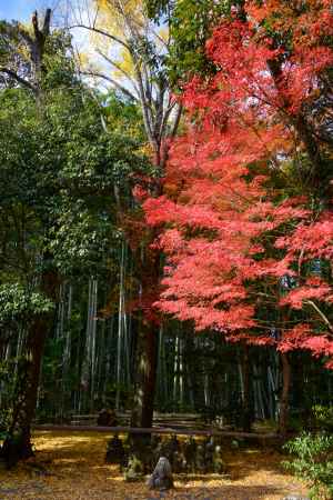 羅漢さんの赤い屋根