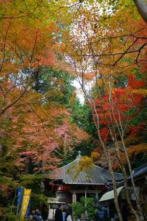紅葉に覆われて