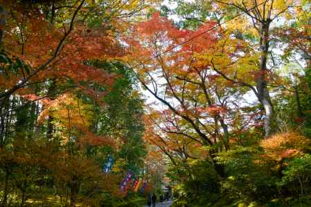 もみじトンネル