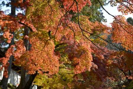 東福寺　朱に染まる