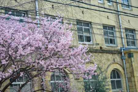 早咲きの春めき桜