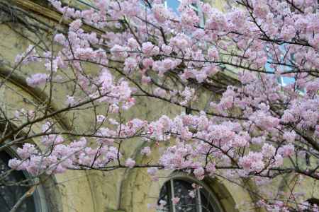 桜色の旧校舎