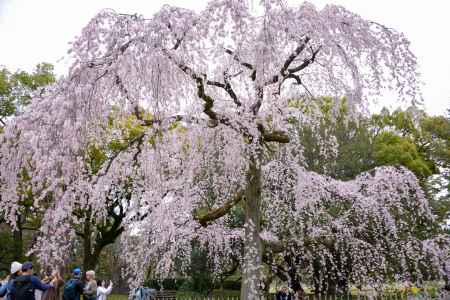 出水の桜 満開だー