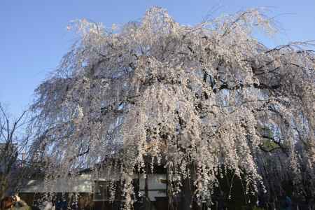 サクラ本満寺