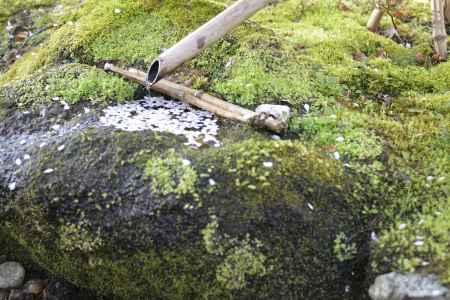 苔むすつくばいに散る