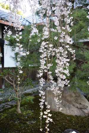 サクラしだれて