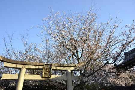 鳥居とサクラ