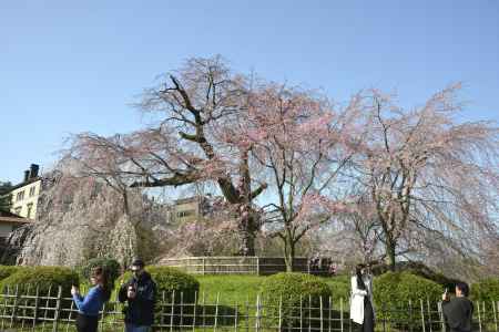 優美なるサクラ