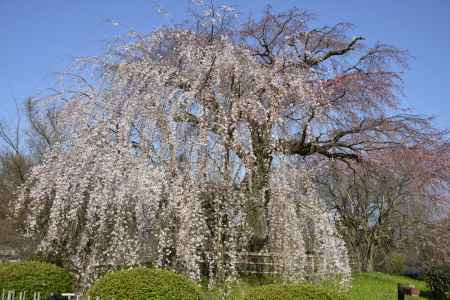 サクラいい感じ