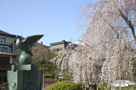 鳥とサクラ