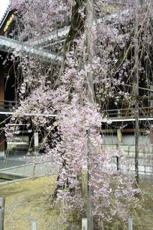 御堂前のベニシダレ