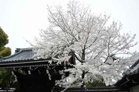 咲き頃　ソメイヨシノ