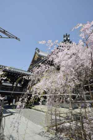 枝垂れています