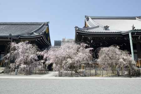 3本のお手植えベニシダレ