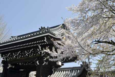 門とソメイヨシノ