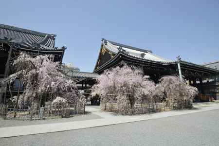 境内に咲き誇る桜