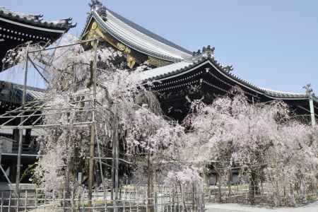 桜・仏光寺