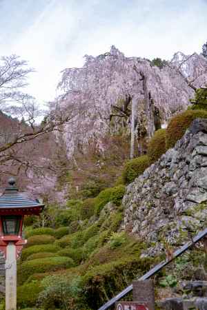 見上げてごらん