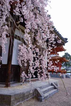 枝垂れるサクラ