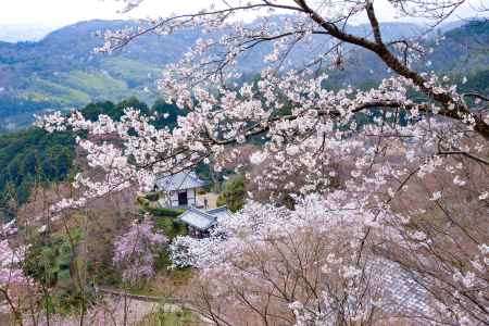境内を埋め尽くす春