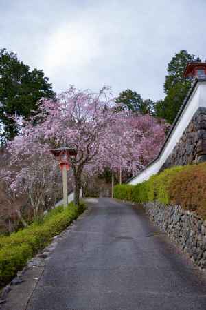 桜の路
