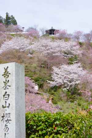 桜山