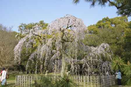 京都御苑　出水の枝垂れ桜