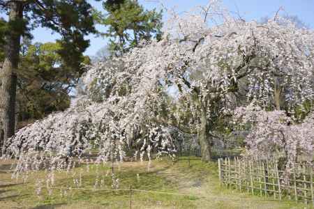 春爛漫のしだれ桜