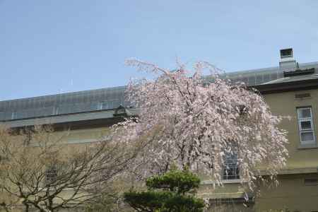 府庁の紅一重桜