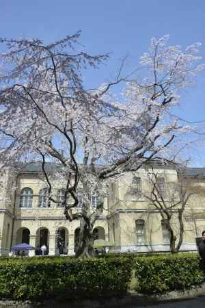 府庁に咲く祇園しだれ